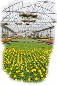 Insurance for greenhouse businesses