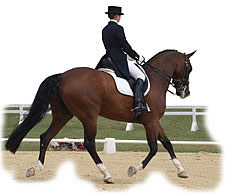 Insurance for horse owners and trainers throughout Virginia.