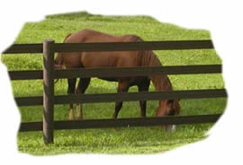 Equine insurance, including mortality, loss of use, theft, and major medical.