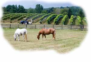 Insurance for vineyards and wineries