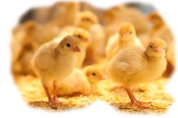 Insurance for poultry farmers